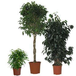 Ficus benjamina 'Danielle' / Ficus benjamina Danielle
